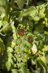 Deutschland, Nahaufnahme eines Straußes wachsender Tomaten - GISF00566