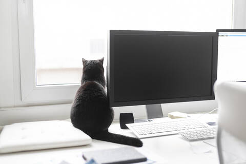 Rückenansicht einer schwarzen Katze, die zu Hause auf dem Schreibtisch sitzt und aus dem Fenster schaut, lizenzfreies Stockfoto