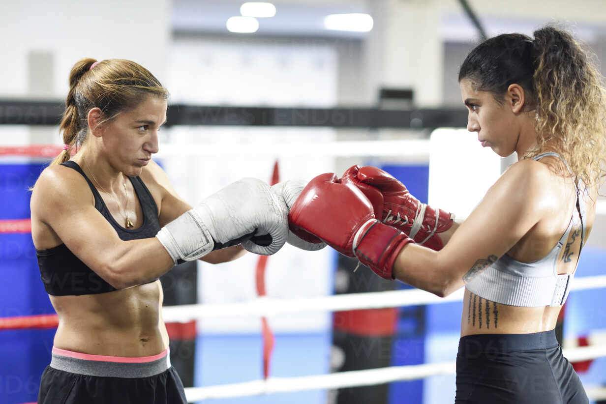 Female boxers bumping boxing gloves before fighting stock photo