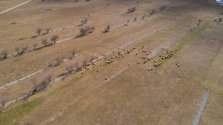 Luftaufnahme eines Schäfers und seiner Schafe im Cetina-Tal bei Kijevo im dalmatinischen Hinterland von Kroatien. - AAEF07365