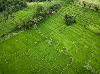 Luftaufnahme von Reisfeldern in Licin, Regentschaft Banyuwangi, Ost-Java, Indonesien. - AAEF07523