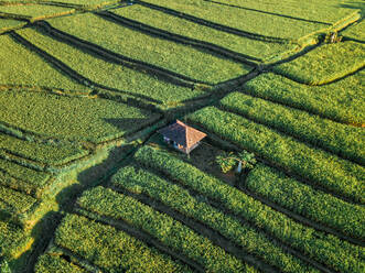 Aerial view of simple house in the middle of rice fields in Penebel during sunset, Bali, Indonesia. - AAEF07526