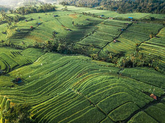 Aerial view of rice fields in Penebel during sunset, Bali, Indonesia. - AAEF07527