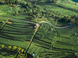 Aerial view of road crossing rice fields in Penebel during sunset, Bali, Indonesia. - AAEF07530
