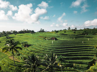 Luftaufnahme von Reisfeldern in Penebel bei Sonnenuntergang, Bali, Indonesien. - AAEF07531