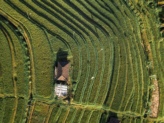 Aerial view above of rice fields in Penebel during sunset, Bali, Indonesia. - AAEF07532