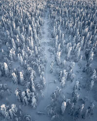 Aerial view of treetops in winter season with the path into the frozen forest, Perm krai, Usva, Russia. - AAEF07766