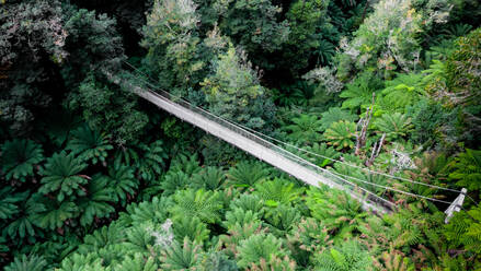 Luftaufnahme von Ferntrees in, Tarra Bulga, Balook, Victoria, Neuseeland. - AAEF07772