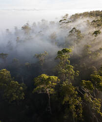Aerial view of sunrise rays through foggy trees in Western Tasmania, Australia - AAEF07781
