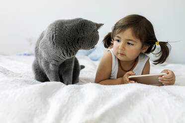 Portrait of little girl lying on bed with smartphone looking at grey British shorthair - VABF02714