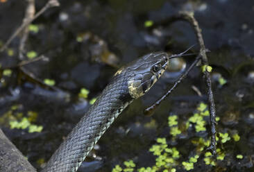 Deutschland, Porträt einer Ringelnatter (Natrix natrix) - ZCF00929