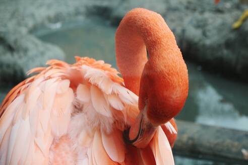 Nahaufnahme von Flamingo Preening - EYF02096