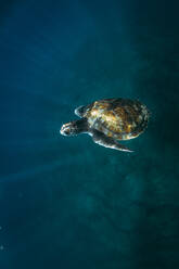 Turtle Swimming In Sea - EYF02188