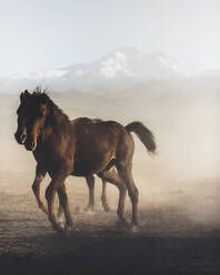 Pferde laufen auf Landschaft gegen Himmel - EYF02209
