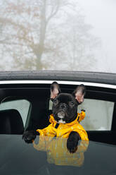 Porträt von niedlichen Hund Blick durch Autofenster - EYF02210