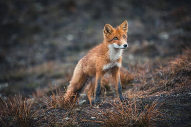 Fuchs schaut weg, während er an Land steht - EYF02224