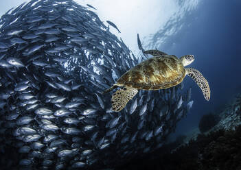 Schildkröte Schwimmen von School of Fish Unterwasser - EYF02275