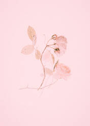 Nahaufnahme von verwelkten Blumen gegen rosa Hintergrund - EYF02278