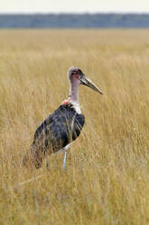 Namibia, Porträt des Marabu-Storchs (Leptoptilos crumenifer) in der Trockensavanne - VEGF01838