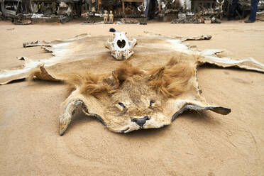 Togo, Lome, Lion hide lying on sand - VEGF01843