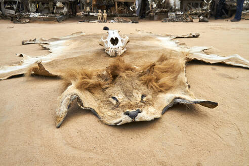 Togo, Lome, Löwenfell auf Sand liegend - VEGF01843