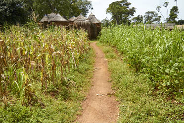 Benin, Fußweg durch ein Maisfeld mit afrikanischen Hütten im Hintergrund - VEGF01845