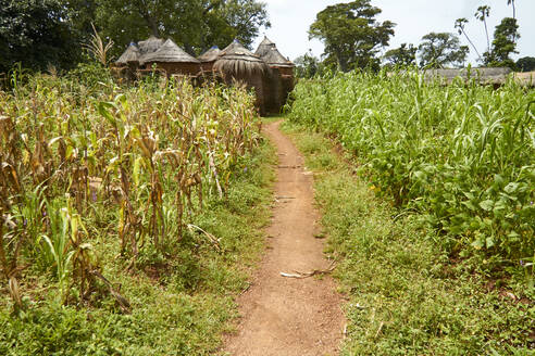 Benin, Footpath cutting through corn field with African huts in background - VEGF01845