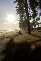 Ghana, Keta, Sun setting over silhouettes of palm trees growing along sandy coastal beach - VEGF01849