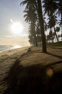 Ghana, Keta, Sonnenuntergang über den Silhouetten der Palmen am Sandstrand der Küste - VEGF01849