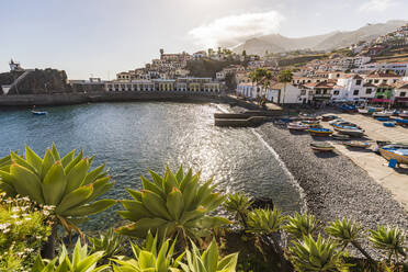 Portugal, Madeira, Camara de Lobos, Küstenstadt im Sommer - WDF05910