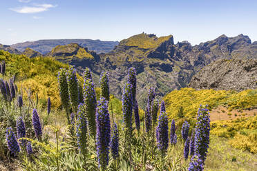 Portugal, Madeira, Stolz von Madeira (Echium candicans) wächst in Miradouros do Paredao - WDF05916