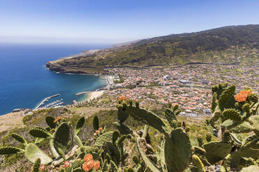 Portugal, Madeira, Machico, Kakteen auf einem Hügel an der Küste mit der Stadt im Hintergrund - WDF05924