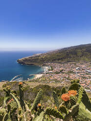 Portugal, Madeira, Machico, Kakteen auf einem Hügel an der Küste mit der Stadt im Hintergrund - WDF05925