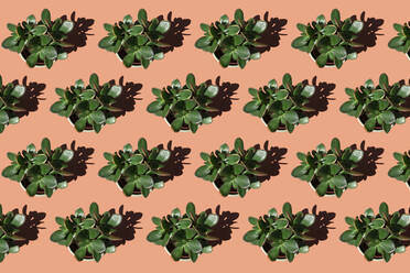 Reihen von Jade-Topfpflanzen (Crassula ovata) - GEMF03520