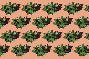 Rows of potted jade plants (Crassula ovata) - GEMF03520