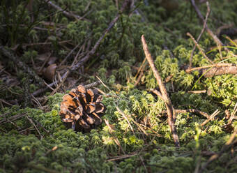 Deutschland, Bayern, Nahaufnahme eines auf Moos liegenden Tannenzapfens im Oberpfälzer Wald - HUSF00122