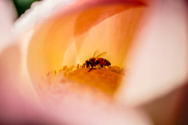 Nahaufnahme einer Honigbiene auf einer Blüte - EYF02297