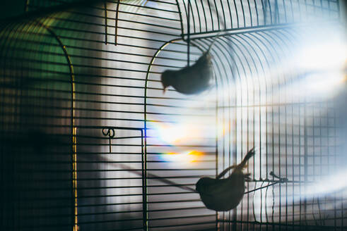 Vögel im Käfig - EYF02369