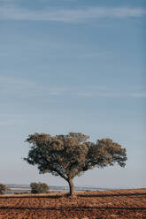 Baum auf Landschaft gegen den Himmel - EYF02438