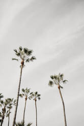 Palms against cloudy sky, Venice Beach, Los Angeles, USA - LHPF01206