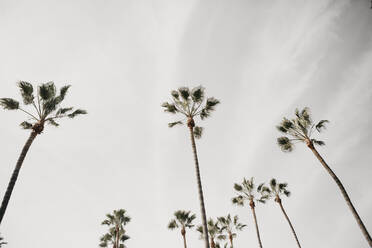 Palms against cloudy sky, Venice Beach, Los Angeles, USA - LHPF01207