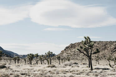 Blick auf den Nationalpark, Joshua Tree, USA - LHPF01233