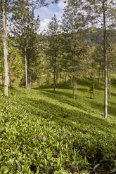 Sri Lanka, Central Province, Kandy, Green tea plantation - VEGF01860