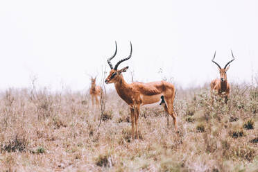 Close-Up Of Deer On Field Against Sky - EYF02574