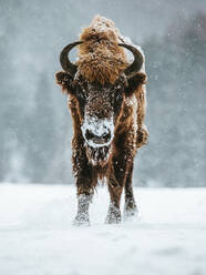 Portrait Of Highland Cattle Standing On Snow Covered Field - EYF02577