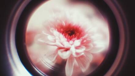 Close-Up Of Red Rose Flower - EYF02716