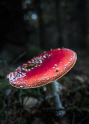 Nahaufnahme von Fliegenpilz Wächst auf Feld - EYF02717