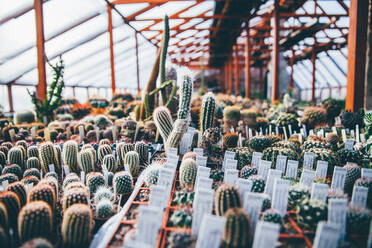 Various Potted Cactuses Arranged In Greenhouse - EYF02805