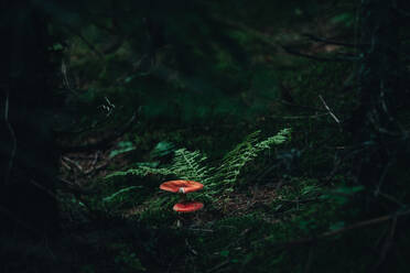 Nahaufnahme eines im Wald wachsenden Pilzes - EYF02858