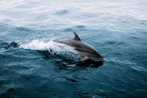 Delfin schwimmt im Meer - EYF02926